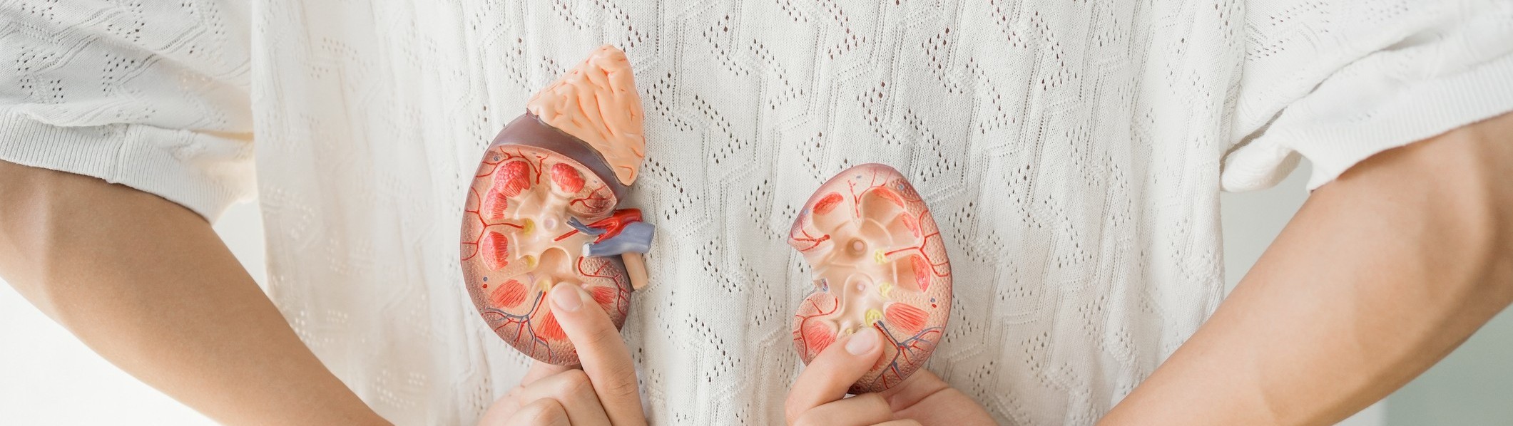 Illustration einer menschlichen Niere, die schützend von einer Hand gehalten wird. Symbolbild für Nierengesundheit und die Diagnose von chronischen Nierenerkrankungen (CKD).